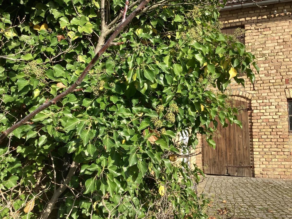 Ferienwohnung Haus Lies Rehfelde Exterior foto
